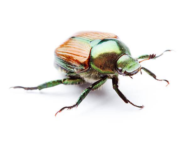 Japanese Beetle