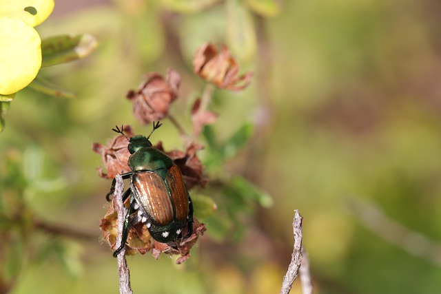 Japanese Beetle