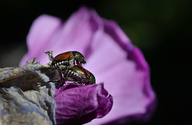 Japanese Beetle