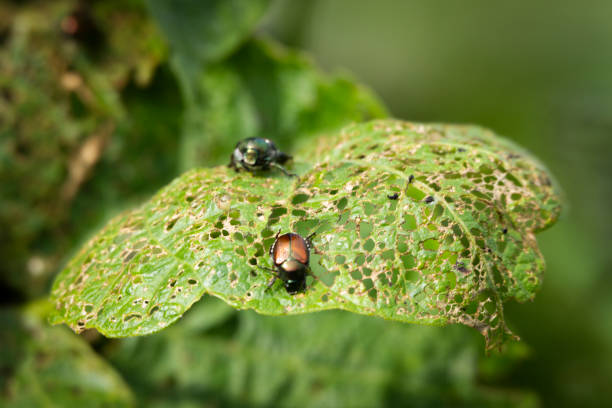 Japanese Beetle