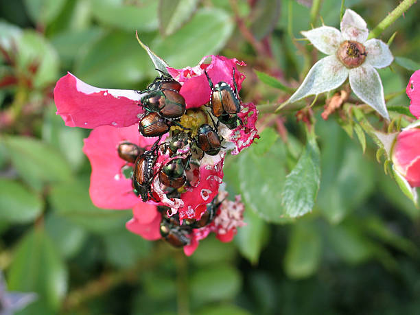 Japanese Beetle
