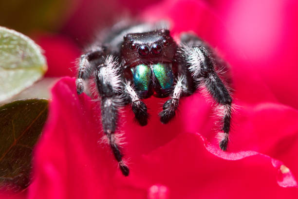 Jumping Spider