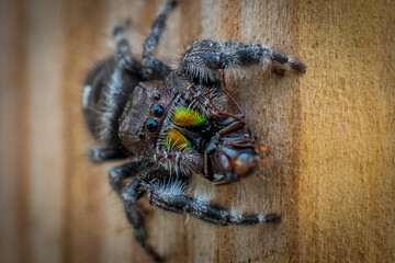 Jumping Spider