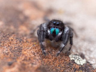 Jumping Spider