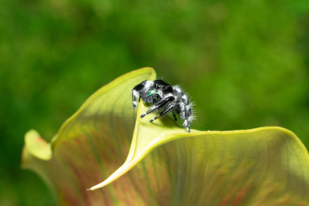Jumping Spider