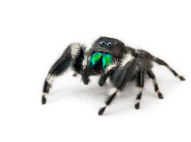 Jumping Spider