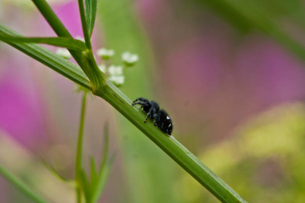 Jumping Spider