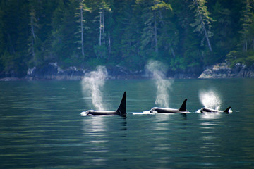 Killer Whale