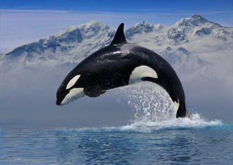 Killer Whale