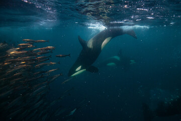 Killer Whale