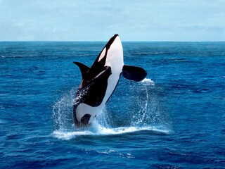 Killer Whale