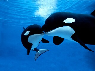 Killer Whale