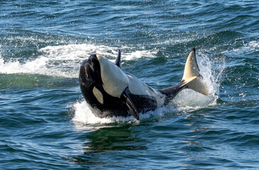 Killer Whale