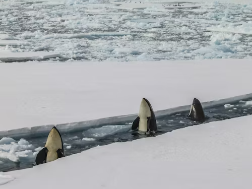 Killer Whale