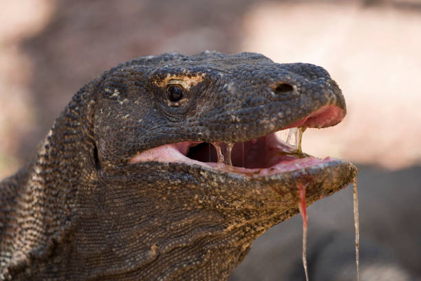 Komodo Dragon