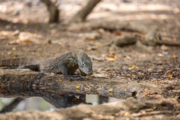 Komodo Dragon