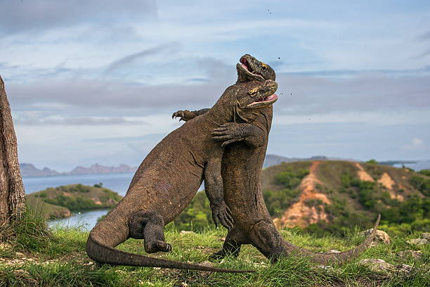 Komodo Dragon