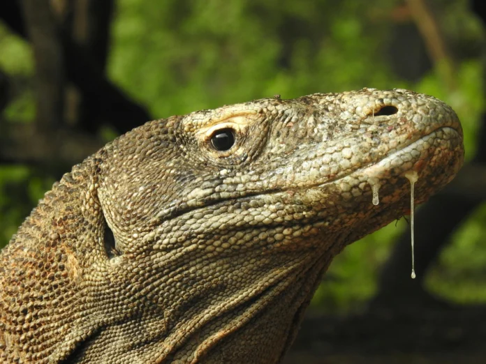 Komodo Dragon