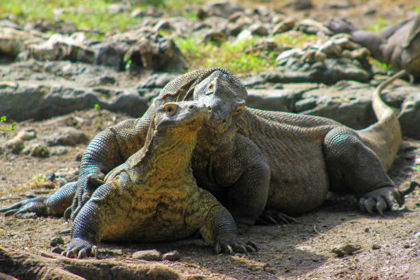 Komodo Dragon