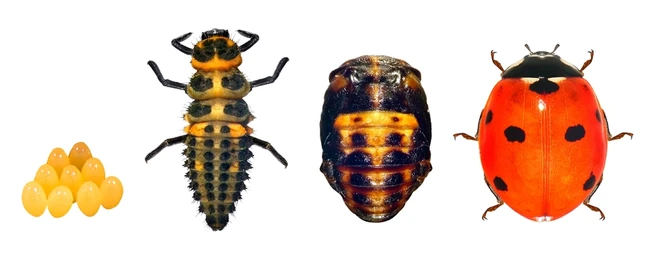 Ladybug