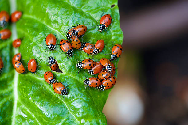 Ladybug
