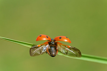 Ladybug
