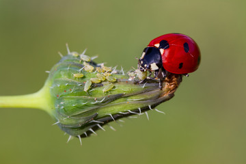 Ladybug