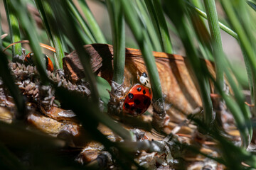 Ladybug