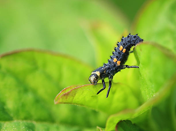 Ladybug