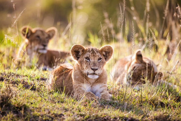 Lion