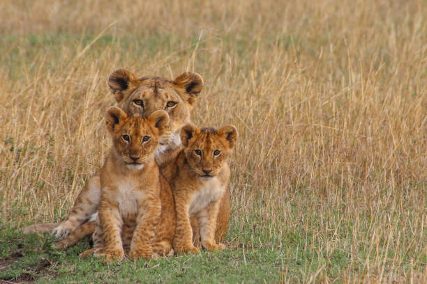 Lion