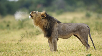 Lion