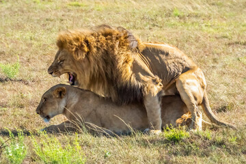 Lion