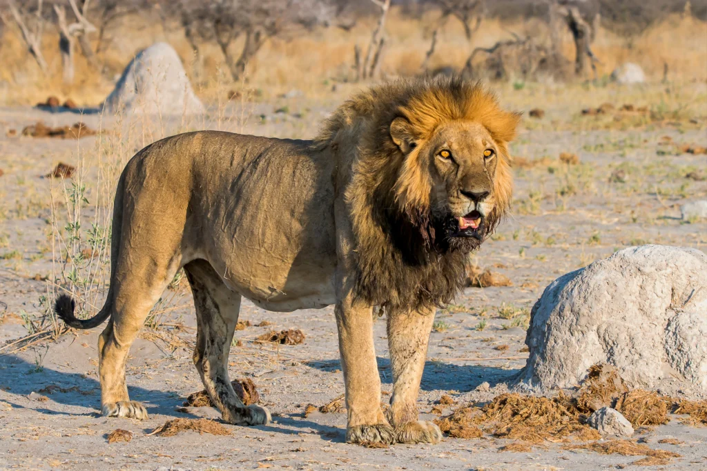 Lion