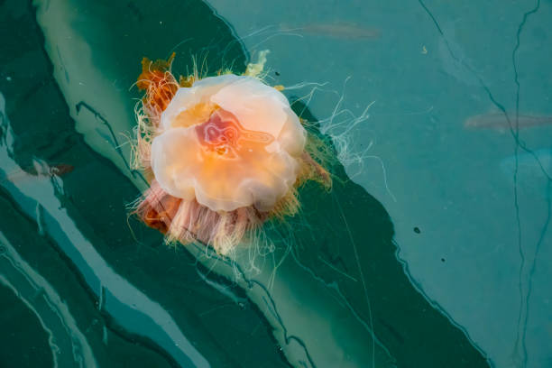 Lion’s Mane Jellyfish