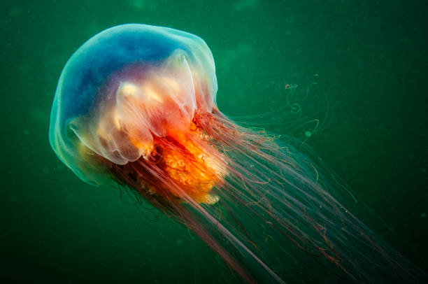 Lion’s Mane Jellyfish