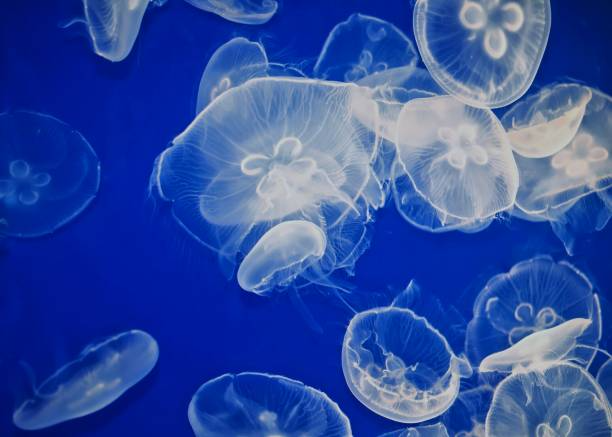 Moon Jellyfish