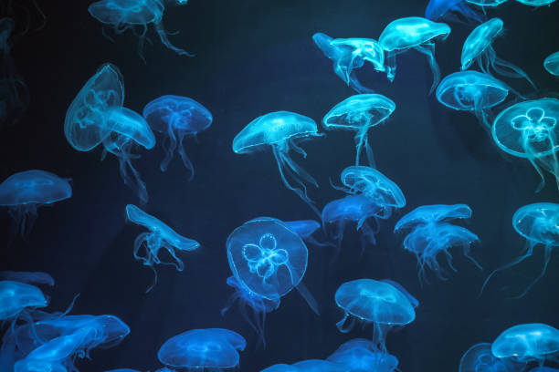 Moon Jellyfish