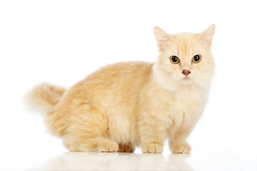 Munchkin Cat