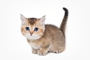 Munchkin Cat