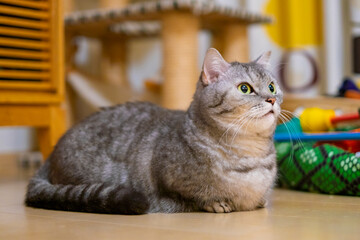 Munchkin Cat