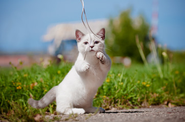 Munchkin Cat