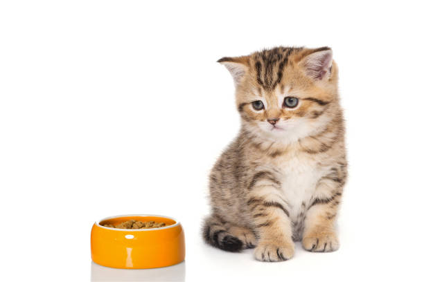Munchkin Cat