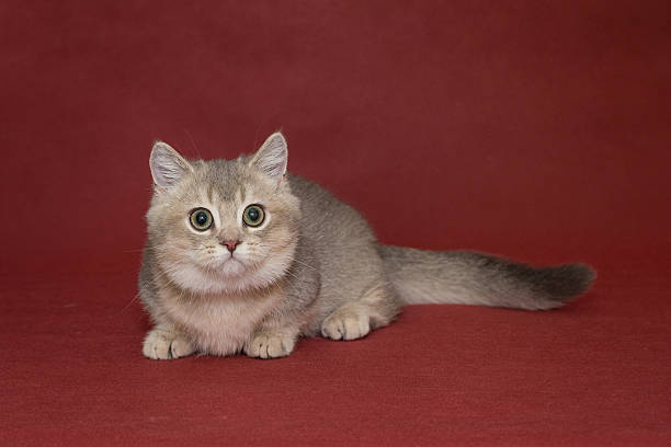 Munchkin Cat