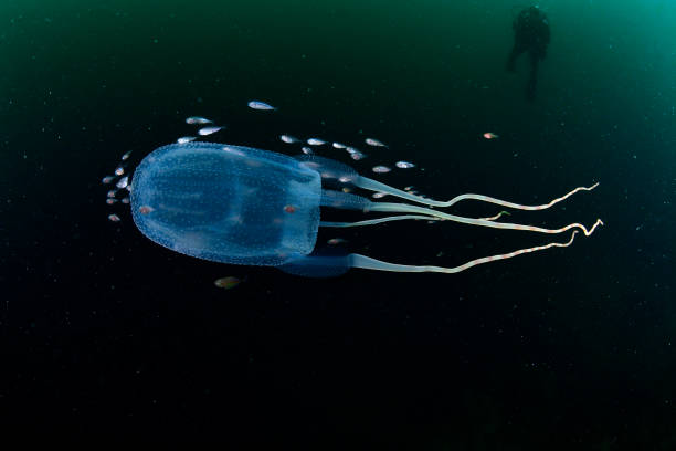 box Jellyfish