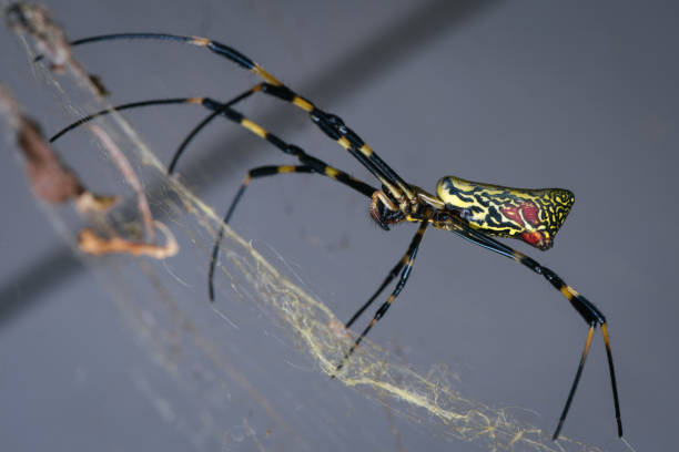 joro spider