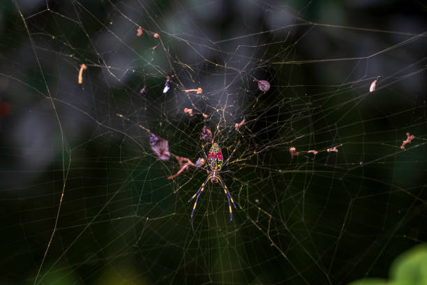 joro spider
