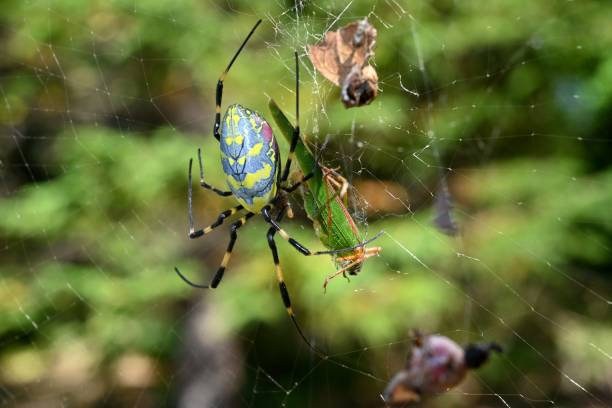 joro spider