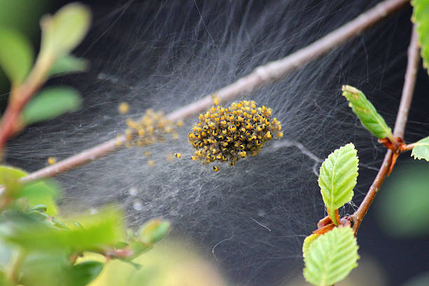 joro spider