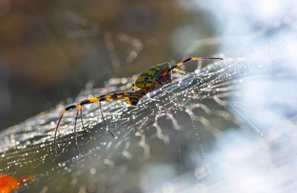 joro spider
